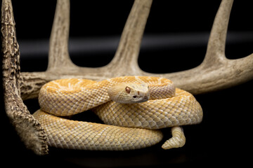 Albino Western Diamondback Rattlesnake posing with tongue out