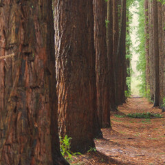 Redwood Trees in a Row 