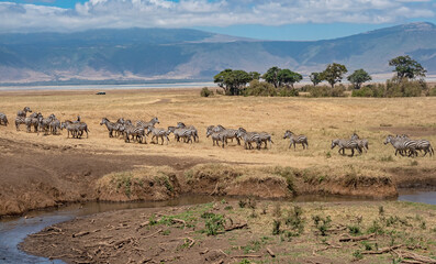 Fototapeta na wymiar Zebra Herd at Ngorongoro, Tanzania