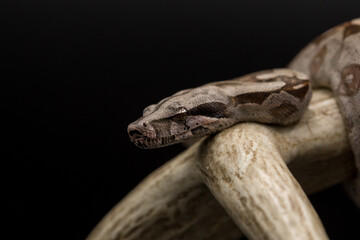 Close-up Eye shot of Red-tailed Boa Constrictor