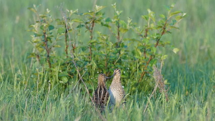 Great snipe (Gallinago media) in mating period, male dancing in the spring