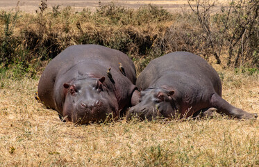 hippos at Masai Mara, Kenya