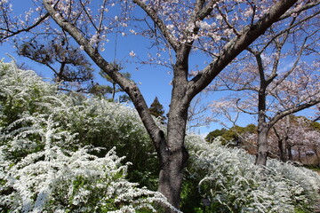 桜と雪柳