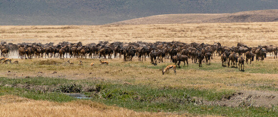 Fototapeta na wymiar Wildebeest Herd at Ngorongoro, Tanzania