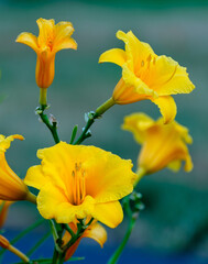 Fototapeta premium Yellow Daylilies