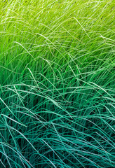 Grass Hues