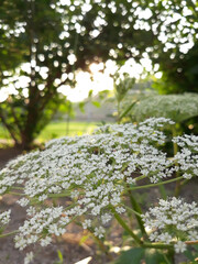 close up Angelica flower in natural background.