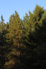 Fototapeta premium autumn in the forest