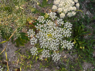 top view Angelica flower in natural background.