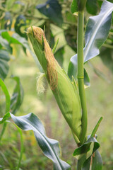 Corn pods in the garden
