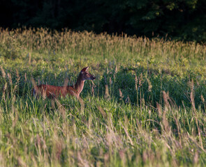 Doe in a Field at Middle Creek in Pennsylvania