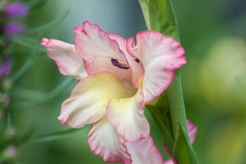 Pink Common Corn Flag Flower (Gladiolus Communis) in the Garden