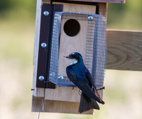 Tree Swallow (Tachycineta Bicolor) with Bugs in Mouth at Middle Creek Pennsylvania