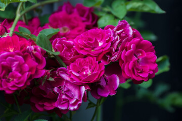 Pink Roses in the Garden on a Sunny Summer Day