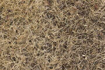 Dry grass land in winter.