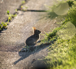 Eastern Cottontail Bunny (Sylvilagus floridanus) Standing on the Side of the Road in the Sunlight