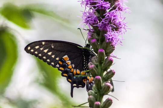 Black Swallowtail Butterfly on Purple Dense Blazing Star