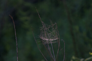 Spiderweb on a Stick
