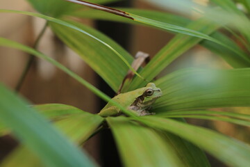 かえる