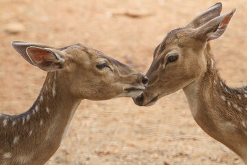 deer and fawn