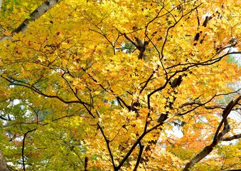 カラフルに紅葉した日本の楓