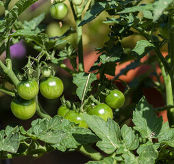 Green Tomatoes Growing in the Garden on a Sunny Spring Day