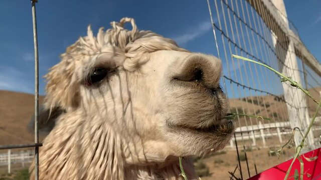 Llama chowing down on alfalfa leaves from a red bucket. New scientific research studies are being done in labs using antibodies in Llama blood to be re-engineered to fight coronavirus (COVID19).