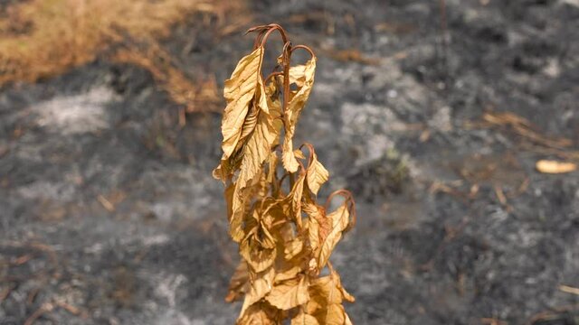 Dying Plant During Dry Season In Bodimettu In Tamil Nadu Near Kerala, India - Closeup Shot