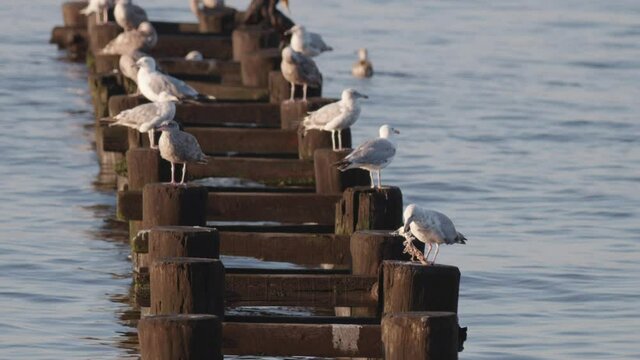 Slow motion seagull eating a fish on dock piling in the Raritan Bay. Filmed at sunset in Cliffwood Beach, NJ.