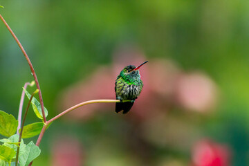 colorful small rufous-tailed hummingbird in a plant