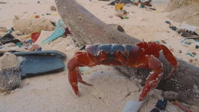 Red crab walking over plastic on the most polluted beach. 
