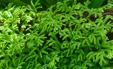 Fototapeta na wymiar Moss and green leaves It occurs in humid and cool places.