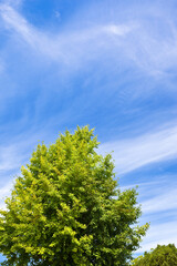 Obraz premium 銀杏の新緑葉と初夏の青空 