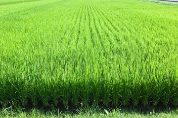 初夏に元気よく伸びた稲の苗	