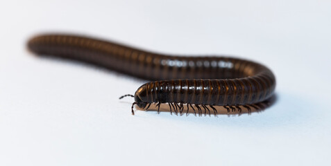 Black millipede. Julida is an ordermillipedes.