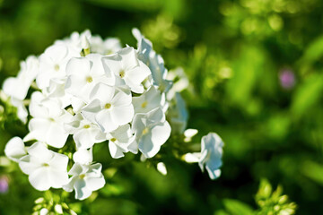 White phlox flower petals on the blurred green background. Floral backdrops and patterns with copy space for text
