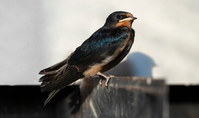 The barn swallow (Hirundo rustica). The nestling flew out of the nest and waits for the feeding.