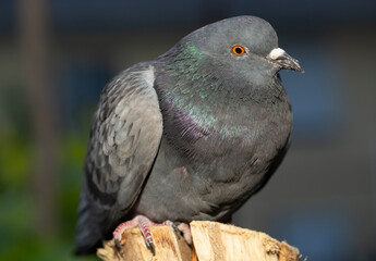 Rock dove, or common pigeon, is a member of the bird Columbidae. A young male bird is sitting on a post.