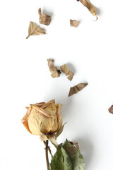 dried rose flower and leaf isolated on white background