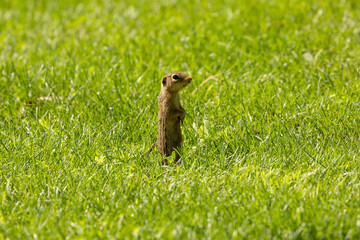 Naklejka na ściany i meble The thirteen-lined ground squirrel on a meadow