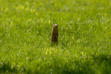 The thirteen-lined ground squirrel on a meadow