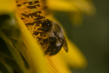A bee on a sunflower