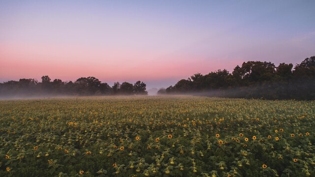 A sunflower field at sunrise © Nicole
