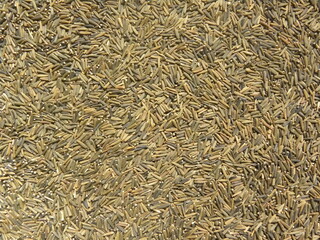 Brown and black color raw whole Bitter cumin seeds