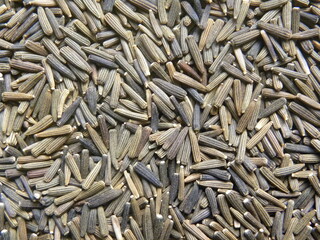 Brown and black color raw whole Bitter cumin seeds