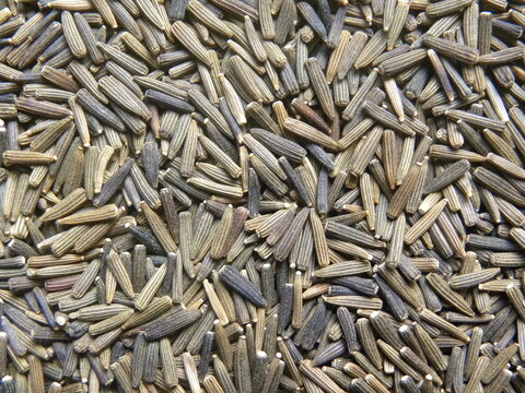 Brown and black color raw whole Bitter cumin seeds