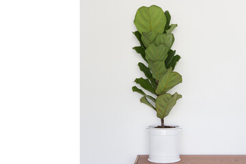  Scandinavian Decor style Plant Green Leaf.Fiddle Leaf Fig Tree.