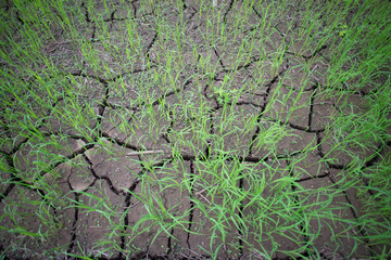 Rice field in Thailand, Prematurely dried out due to lack of rain. Rice seedlings growing on the barren fields and no water in drought rice​ field​ with​ cracked​ soil