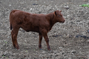 Red Poll calf standing in a dirt lot © George Schmiesing