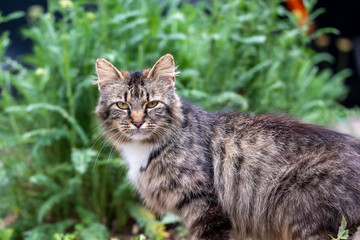 Naklejka na ściany i meble Black and brown long haired tabby cat in front of some blurred green plants